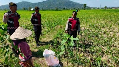 Polsek Kuripan Dukung Ketahanan Pangan Lewat Patroli di Lahan Jagung