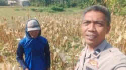 Sinergi Polri dan Petani Jagung Eyat Mayang Perkuat Ketahanan Pangan Nasional