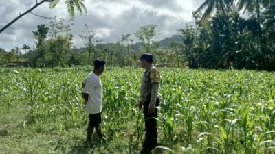 Polri di Tengah Petani Jagung: DDS Bangun Ketahanan Pangan Sekotong
