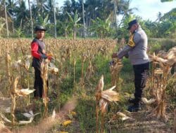 Panen Jagung 3,5 Ton di Dusun Lilin, Petani dan Polisi Jaga Kamtibmas