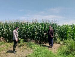 Polsek Kuripan Gandeng Warga Dusun Beremi Bangun Kemandirian Pangan