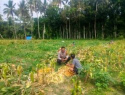 Polsek Lembar Dukung Ketahanan Pangan, Bhabinkamtibmas Eyat Mayang Dampingi Petani Jagung