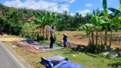 Sinergi Polri dan Petani Dusun Eyat Mayang Perkuat Program Ketahanan Pangan Nasional