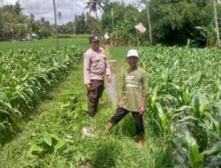 Sinergi Polisi dan Petani di Kuripan, Wujudkan Kemandirian Pangan Lokal
