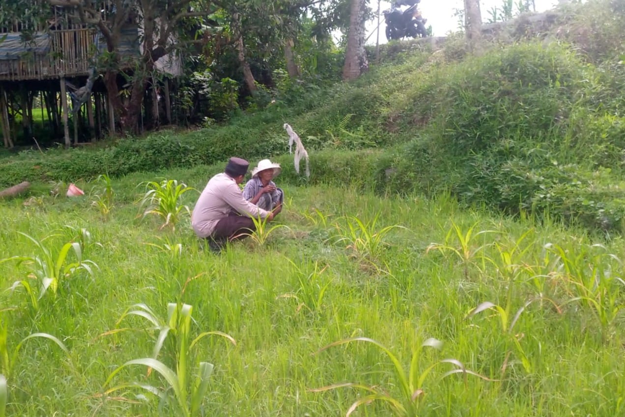LOMBOK BARAT, NTB – Dalam upaya mewujudkan ketahanan pangan yang kuat di tingkat desa, Bhabinkamtibmas Desa Jagaraga, Aiptu I Gede Dodit, melaksanakan kunjungan silaturahmi ke Dusun Dasan Geres Pande, Kecamatan Kuripan, Lombok Barat. Kunjungan pada Minggu, 21 September 2025 ini bertujuan untuk mensosialisasikan pentingnya program ketahanan pangan kepada warga binaan, khususnya Bapak Nasri, dengan fokus pada pemanfaatan lahan produktif. Kegiatan yang dimulai pukul 11.00 WITA ini disambut baik oleh Bapak Nasri dan warga setempat. Aiptu Gede Dodit berinteraksi langsung dan memberikan edukasi tentang cara-cara efektif mengoptimalkan lahan yang mereka miliki, baik pekarangan rumah maupun lahan kosong, untuk ditanami tanaman pangan, beternak, atau budidaya perikanan. Inisiatif ini merupakan bagian dari komitmen Polri dalam mendukung program pemerintah untuk memperkuat fondasi ekonomi masyarakat, khususnya di sektor pertanian. Mendorong Produktivitas Lahan Melalui Tanaman Jagung Dalam kunjungannya, Aiptu Gede Dodit secara spesifik mengajak Bapak Nasri untuk menanam jagung di lahannya yang berlokasi di RT. 01 Dusun Dasan Geres Pande. Jagung dipilih karena merupakan salah satu komoditas pangan pokok yang memiliki nilai ekonomis tinggi dan relatif mudah dibudidayakan. Aiptu Gede Dodit menekankan bahwa pemanfaatan lahan untuk menanam jagung tidak hanya akan memenuhi kebutuhan pangan keluarga, tetapi juga dapat meningkatkan pendapatan jika hasilnya melimpah. “Kami datang ke sini untuk mengajak Bapak Nasri dan warga lainnya agar tidak menyia-nyiakan lahan yang ada. Dengan menanam jagung, misalnya, kita bisa berkontribusi langsung pada ketahanan pangan keluarga dan bahkan desa,” ujar Aiptu I Gede Dodit. Ia menambahkan bahwa upaya ini sejalan dengan program pemerintah pusat dalam menghadapi tantangan pangan global. Warga Antusias Dukung Program Ketahanan Pangan Respons positif datang dari warga binaan, Bapak Nasri, yang menyatakan kesiapannya untuk mendukung program ini. Menurutnya, inisiatif dari Bhabinkamtibmas ini sangat membantu masyarakat dalam melihat potensi lahan yang selama ini mungkin belum tergarap optimal. “Saya sangat berterima kasih atas kunjungan Bapak Bhabinkamtibmas. Kami siap mendukung program ini. Selama ini lahan memang ada, tapi kami belum tahu harus mulai dari mana. Dengan arahan ini, kami jadi lebih termotivasi,” ungkap Bapak Nasri. Ia berharap, kegiatan serupa dapat terus dilakukan untuk memberikan pendampingan dan motivasi kepada petani lainnya. Polisi Hadir untuk Masyarakat Kapolsek Kuripan, Ipda I Wayan Eka Ariyana, S.H., menjelaskan bahwa kegiatan yang dilakukan oleh Bhabinkamtibmas Aiptu I Gede Dodit merupakan wujud nyata dari peran Polri sebagai pengayom, pelindung, dan pelayan masyarakat. Ia menegaskan bahwa tugas polisi tidak hanya terbatas pada penegakan hukum, tetapi juga mencakup pembinaan masyarakat di berbagai sektor. “Kunjungan Bhabinkamtibmas ke warga binaan adalah salah satu cara kami menjalin komunikasi dan silaturahmi yang erat. Kami ingin memastikan masyarakat merasa dekat dengan kami dan tahu bahwa kami selalu siap membantu, termasuk dalam hal peningkatan kesejahteraan melalui program ketahanan pangan,” kata Ipda I Wayan Eka Ariyana. Menguatkan Fondasi Ekonomi Desa Hasil dari kegiatan ini tidak hanya terwujud dalam bentuk kesepakatan dan dukungan, tetapi juga dalam terjalinnya hubungan silaturahmi dan komunikasi yang lebih baik antara pihak kepolisian dan masyarakat. Melalui pendekatan humanis ini, program pemerintah terkait ketahanan pangan dapat tersampaikan dengan lebih efektif dan diterima dengan tangan terbuka oleh warga. Upaya kolaboratif antara aparat dan masyarakat menjadi kunci utama dalam membangun desa yang mandiri dan memiliki ketahanan ekonomi yang kuat. Dengan semakin banyaknya lahan produktif yang dimanfaatkan, diharapkan kesejahteraan petani di Lombok Barat akan meningkat, dan pasokan pangan lokal akan lebih terjamin.