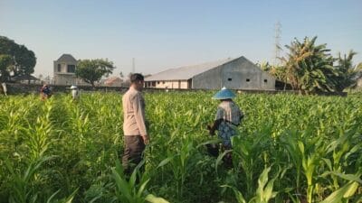 Kolaborasi Polisi dan Warga Desa Kuranji: Jagung Tumbuh Subur, Ketahanan Pangan Terjaga