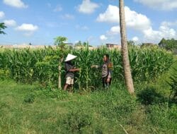 Polsek Labuapi Dukung Ketahanan Pangan, Warga Dusun Jerneng Antusias Menanam