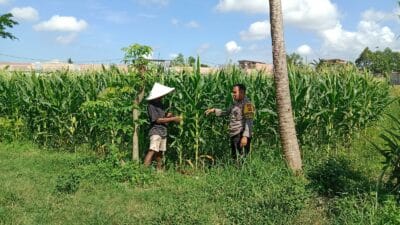 Polsek Labuapi Dukung Ketahanan Pangan, Warga Dusun Jerneng Antusias Menanam