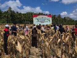 Dukung Swasembada Pangan, Polsek Sekotong Panen Jagung di Gebang Tebel
