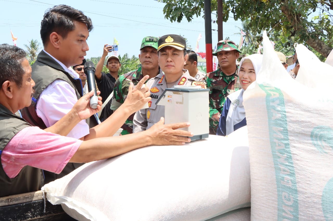 Lombok Barat Produksi 20 Ton Jagung dalam Panen Serentak, Bulog Pastikan Serap Hasil Petani