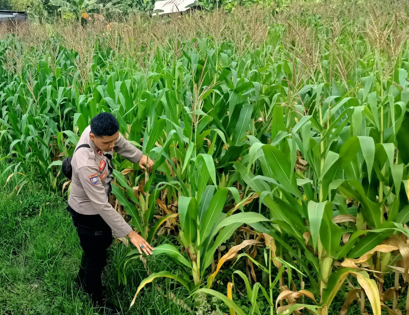 Bhabinkamtibmas Kuripan Selatan Dorong Optimalisasi Pertanian Jagung ke Bulog