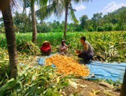 Ketahanan Pangan Desa Eyat Mayang: Bhabinkamtibmas Ajak Warga Aktif Menanam Jagung