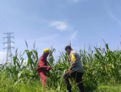 Sinergi Polri dan Petani: Jagung Lombok Barat Makin Subur
