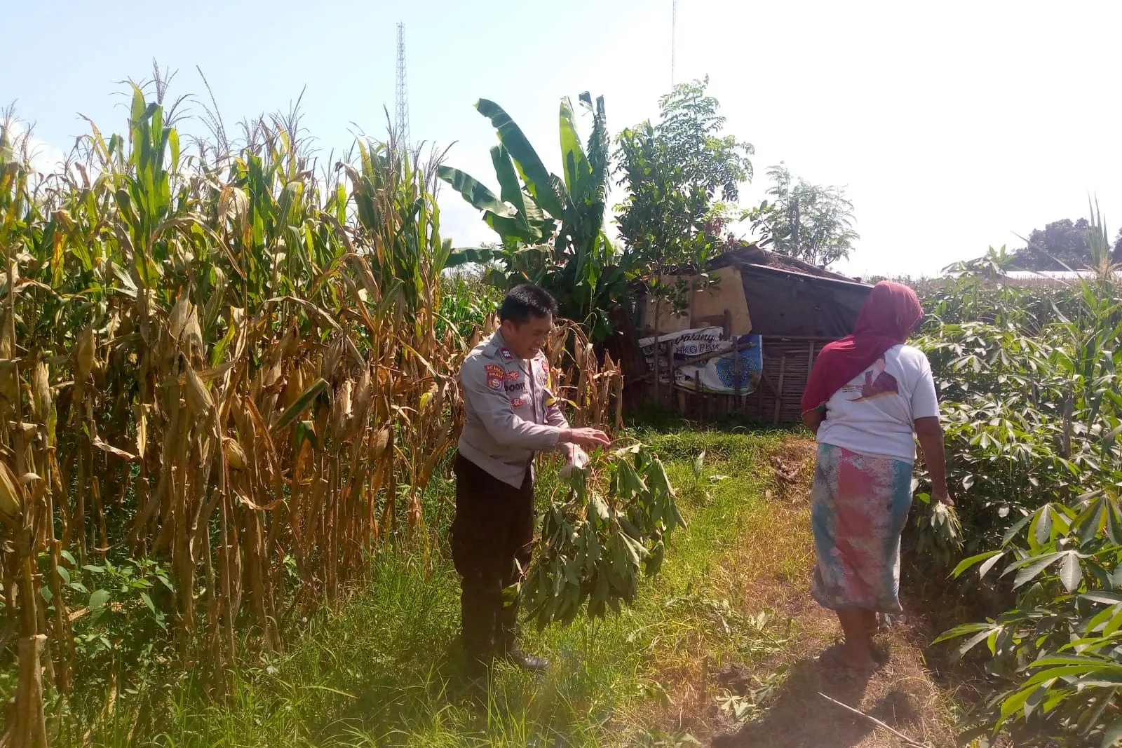 Bhabinkamtibmas dan Petani Bersatu Perkuat Ketahanan Pangan Lokal