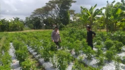 Dorong Kemandirian Pangan Keluarga, Bhabinkamtibmas Dampingi Warga Olah Lahan