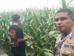 Ketahanan Pangan NTB Kuat, Peran Polsek Labuapi Jadi Sorotan