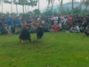 Paguyuban Garda Muda Kuripan Hidupkan Tradisi Peresean