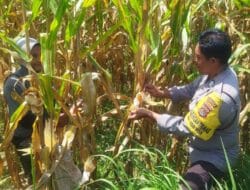 Gandeng Warga, Polsek Kediri Optimalkan Lahan untuk Pangan