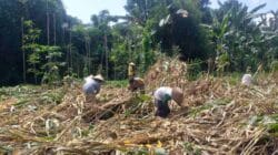 Kemandirian Pangan: Bhabinkamtibmas Kuripan Kunjungi Petani Jagung