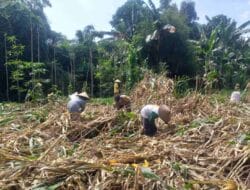 Sinergi Polri-Petani: Jagaraga Gencarkan Tanam Komoditas Pangan