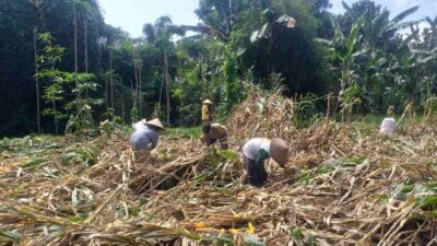 Kemandirian Pangan: Bhabinkamtibmas Kuripan Kunjungi Petani Jagung