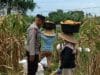 Wujud Nyata Dukungan Polri: Bhabinkamtibmas Babussalam Sukses Kawal Panen Jagung Warga