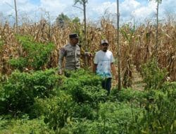 Sinergi Bhabinkamtibmas dan Warga Babussalam Sukseskan Ketahanan Pangan