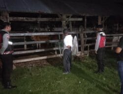Jam Rawan 3C, Polisi Sekotong Sambangi Kandang Ternak Sapi Warga