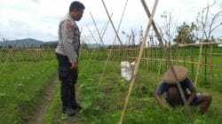 Sinergi Polri dan Petani Jagaraga Wujudkan Kemandirian Pangan