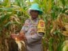 Sinergi Polri dan Petani: Panen Jagung Beleka Jadi Contoh Ketahanan Pangan Nasional