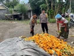Petani Karang Bongkot Dapat Dukungan Polri untuk Jual Jagung ke Bulog