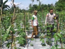 Aksi Nyata Bhabinkamtibmas Kuripan Dukung Kemandirian Pangan Keluarga