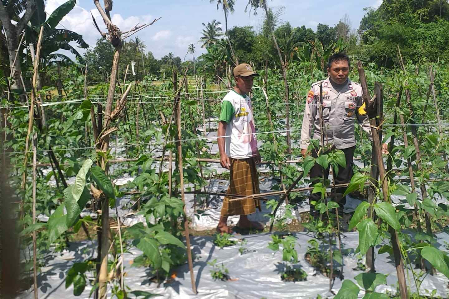 Benteng Pangan Mikro: Bhabinkamtibmas Motivasi Warga Lombok Barat Garap Lahan Produktif