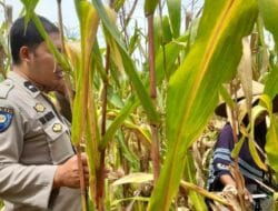Sinergi Polri dan Petani, Jaga Stabilitas Pangan di Lombok Barat
