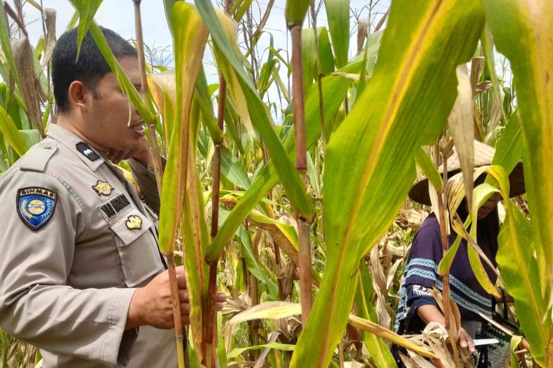 Sinergi Polri dan Petani, Jaga Stabilitas Pangan di Lombok Barat