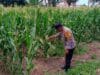 Bhabinkamtibmas Labuapi Dampingi Petani Jagung NTB