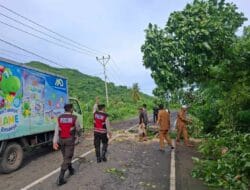 Respons Cepat Polisi: Jalan Sekotong Kembali Normal Pasca Pohon Tumbang