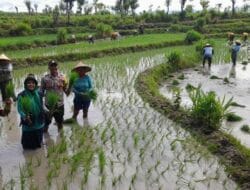 Wujudkan Indonesia Yang Swasembada Pangan, Bhabinkamtibmas Polsek Madapangga Ikut Menanam Padi( Oplan) Kementan RI