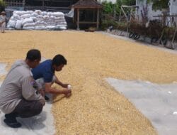 Jaga Ketahanan Pangan, Polri dan Bulog Bersinergi Serap Jagung Petani NTB