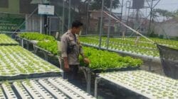 Manfaatkan Pekarangan, Kunci Warga Desa Bengkel Mandiri Pangan