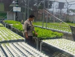 Manfaatkan Pekarangan, Kunci Warga Desa Bengkel Mandiri Pangan