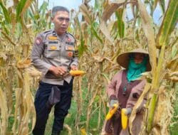 Bhabinkamtibmas Lembar Kawal Panen Jagung untuk Perkuat Stok Pangan Nasional