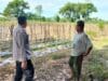 Sukses, Warga Lombok Barat Sulap Lahan Terbengkalai Jadi Kebun Cabai dan Sayuran