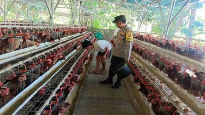 Kamtibmas Kondusif, Produksi Lancar: Peran Bhabinkamtibmas Bagi Peternak Ayam