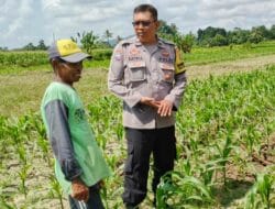 Sinergi Polres Lombok Barat dan Petani Jagung