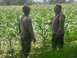 Ketahanan Pangan, Polri Sambangi Petani Jagung Lombok Barat