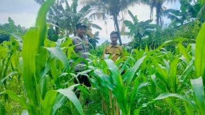 Langkah Polsek Labuapi Wujudkan Ketahanan Pangan Lokal