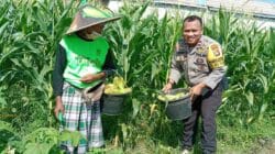 Strategi Polsek Labuapi Wujudkan Kemandirian Pangan