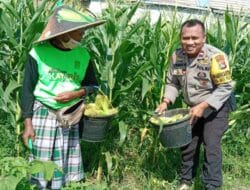 Sinergi Polri dan Petani Perkuat Ketahanan Pangan NTB