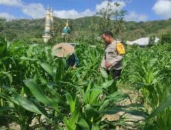 Sinergi Polsek Gerung dan Petani Jaga Stok Pangan